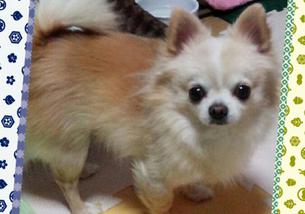 犬の写真１