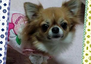 犬の写真１