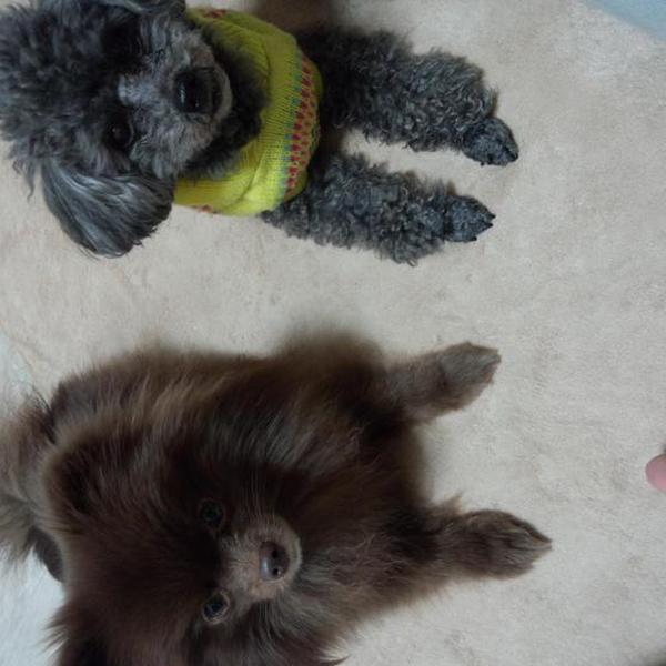 犬ご飯レシピ 無添加ミルククッキー Byありさん わんわんシェフ見習い中