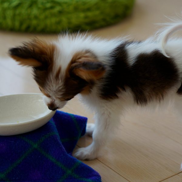 犬ご飯レシピ 鰹節で旨味アップ 今日は海のご飯 Byレオレオ わんわんシェフ見習い中