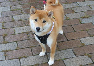 犬の写真１