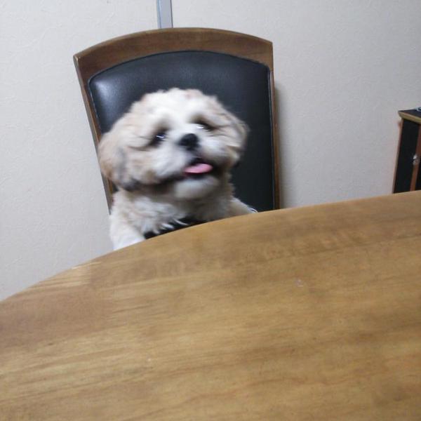 犬ご飯レシピ 簡単手作りジャーキー Bywelina No 1358 わんわんシェフ見習い中