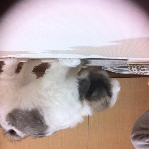 犬ご飯レシピ 夏に負けない 野菜ゴロゴロスープ Byサクラ わんわんシェフ見習い中