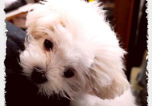 犬の写真１