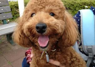 犬の写真１