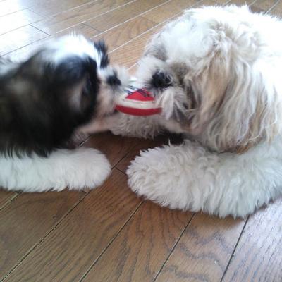 ニョッキのクリーム煮