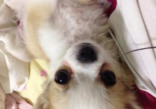 犬の写真１
