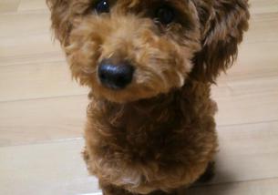 犬の写真１