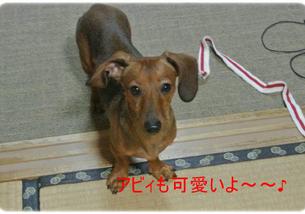 犬の写真１