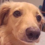 犬ご飯レシピ 一緒に作る おからハンバーグ By犬ごはん先生 いちかわあやこ No 466 わんわんシェフ見習い中