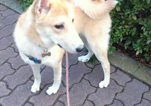 茶々丸 ママさんによる犬ご飯のkitchen わんわんシェフ見習い中