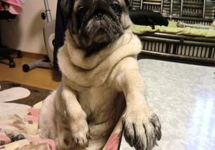 犬の写真１