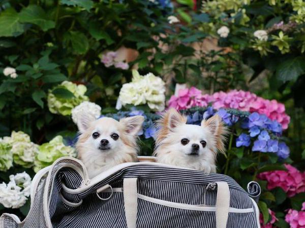 犬ご飯レシピ 豆腐でふっくらパンケーキ Bysao No 1585 わんわんシェフ見習い中