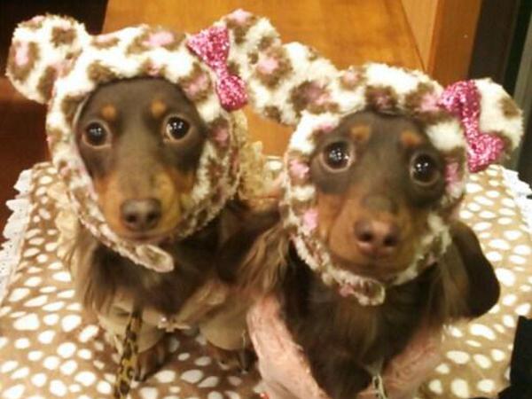 犬ご飯レシピ 釜あげしらす丼 By茶々のかぁちゃん No 1536 わんわんシェフ見習い中
