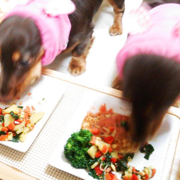 犬ご飯レシピ とろろつくねバーグ By茶々のかぁちゃん No 1523 わんわんシェフ見習い中