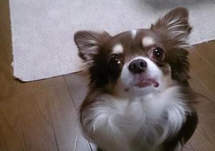 犬の写真１