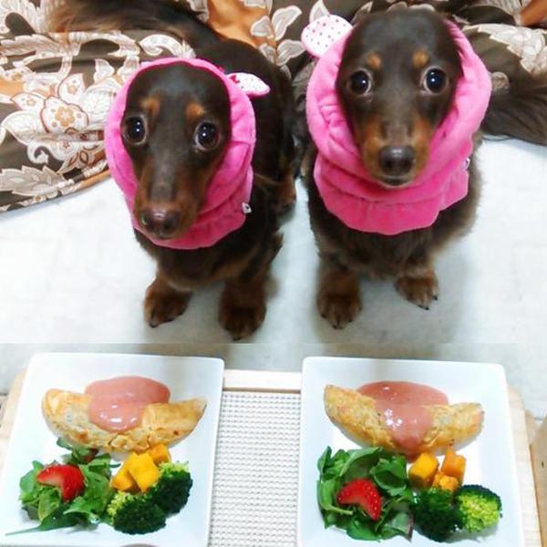 犬ご飯レシピ 桜エビとしらすのふわふわオムレツ By茶々のかぁちゃん No 1546 わんわんシェフ見習い中