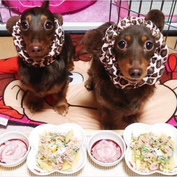 犬ご飯レシピ 春いっぱいのクリームペンネ By茶々のかぁちゃん No 1559 わんわんシェフ見習い中