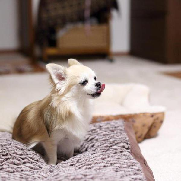 犬ご飯レシピ 豆腐でふっくらパンケーキ Bysao No 1585 わんわんシェフ見習い中