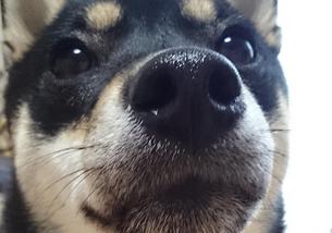 犬の写真１