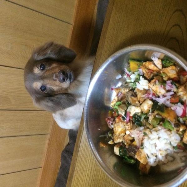 犬ご飯レシピ トンボ節とカラフル野菜のトマトジュース煮 Byｏｈ りん No 1593 わんわんシェフ見習い中