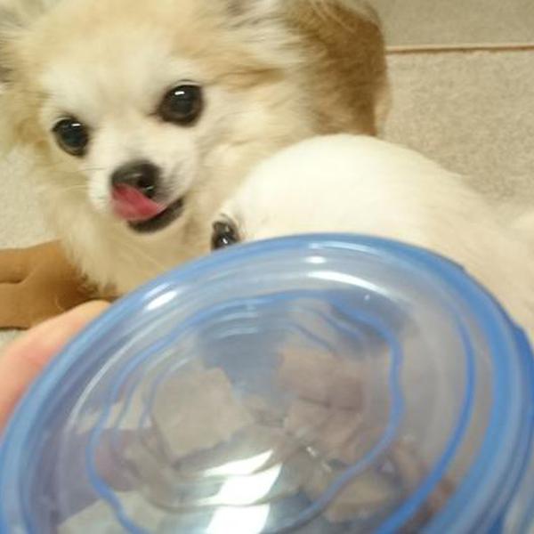 犬ご飯レシピ きな粉クッキー Bysao No 1599 わんわんシェフ見習い中