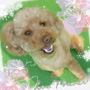 犬ご飯レシピ 一緒に作る おからハンバーグ By犬ごはん先生 いちかわあやこ No 466 わんわんシェフ見習い中