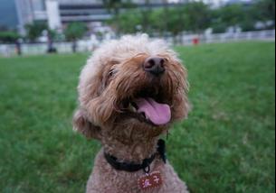 犬の写真１