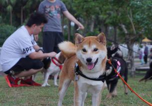 犬の写真１