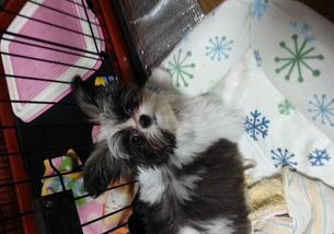 犬の写真１