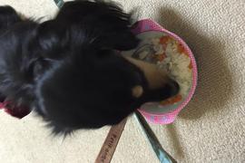 愛犬のチロが喜んで、がつがつ食べてくれました。
ありがとうございますm(_ _