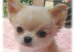 犬の写真１