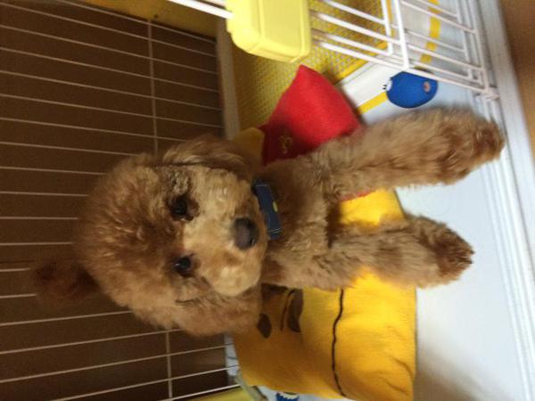 犬ご飯レシピ お肉大好き マカロニスープ Byもんえもん No 1630 わんわんシェフ見習い中