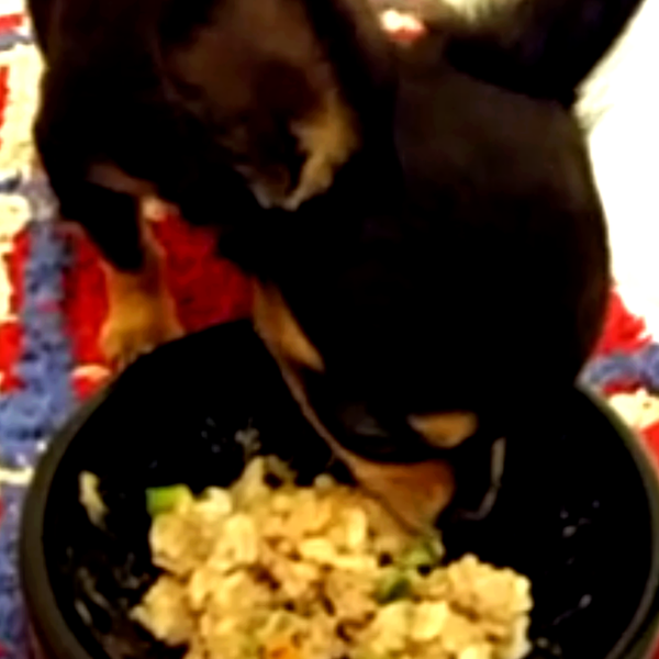 犬ご飯レシピ 鶏レバー 砂肝のカリカリご飯テリーヌ Byトレビ No 1640 わんわんシェフ見習い中