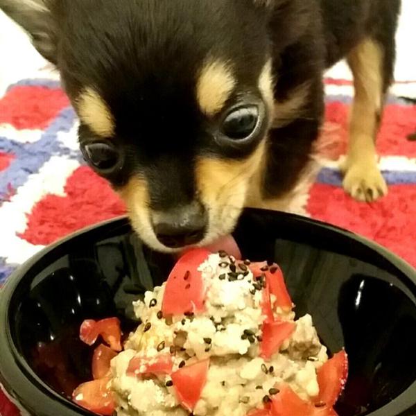 犬ご飯レシピ 鶏レバー 砂肝のチーズリゾット Byトレビ No 1642 わんわんシェフ見習い中