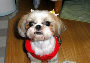 犬の写真１