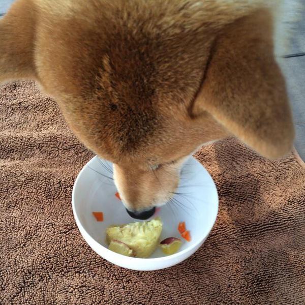 犬ご飯レシピ とっても簡単 さつまいもケーキ No 1661 わんわんシェフ見習い中