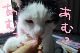 猫だけど食べるよ☆