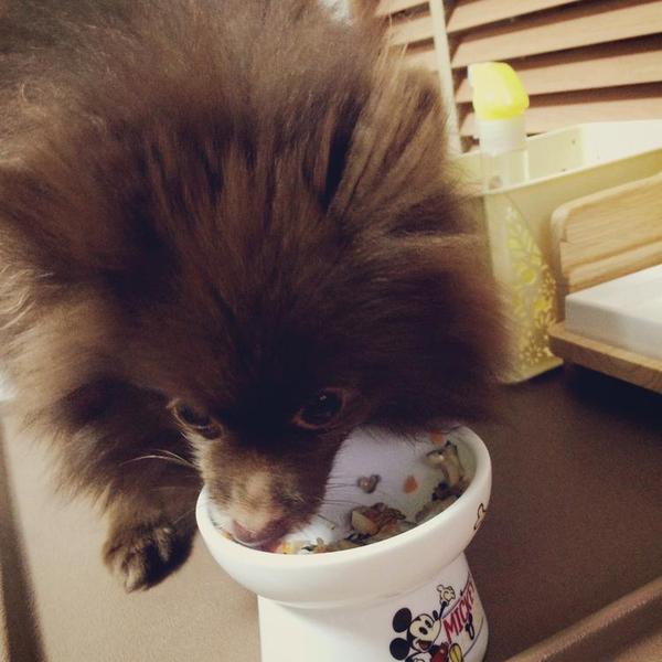 犬ご飯レシピ モリモリキノコ Bywagwag No 1684 わんわんシェフ見習い中