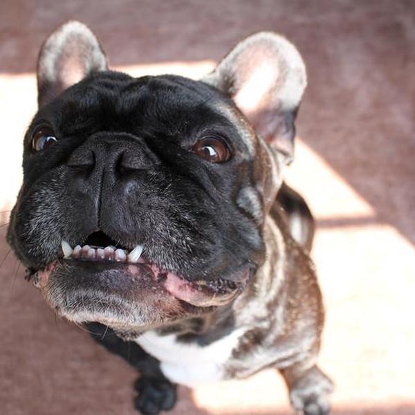 犬ご飯レシピ 低カロリーなロールキャベツ Byサチ No 1707 わんわんシェフ見習い中