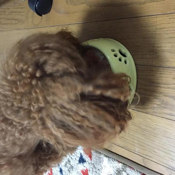 犬ご飯レシピ 鮭と切り干し大根のトロトロおじや Byいちひないこ No 1714 わんわんシェフ見習い中