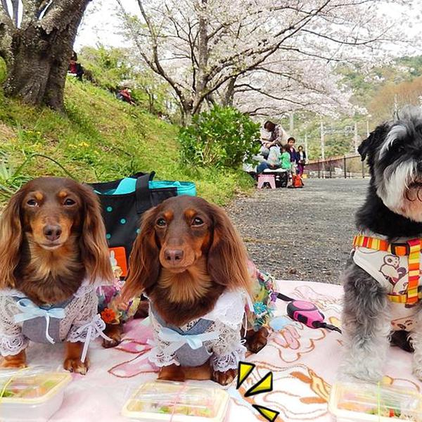 お花見ワン弁当♪