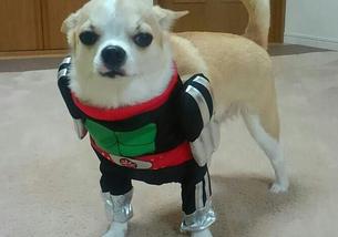 犬の写真１