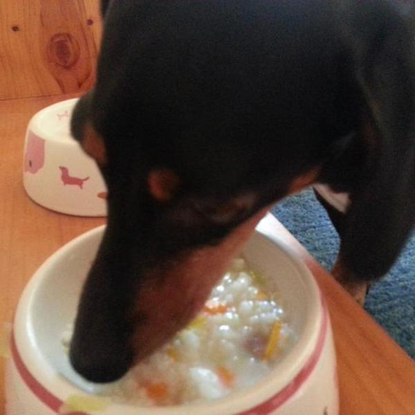 犬ご飯レシピ 鶏がらスープの七面鳥リゾット Bysawakinana No 1750 わんわんシェフ見習い中