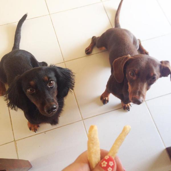 犬ご飯レシピ ヘルシーおからきな粉クッキー Byryochan No 1764 わんわんシェフ見習い中