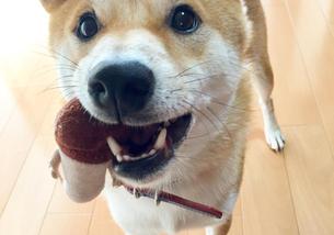 犬の写真１