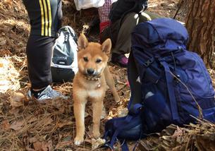 犬の写真１