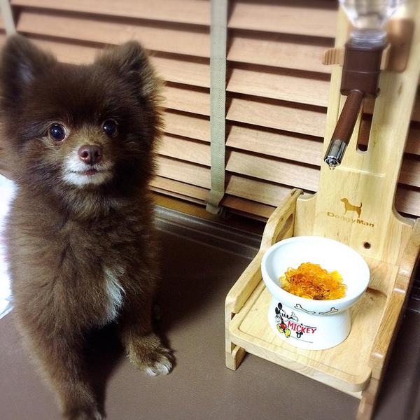 犬ご飯レシピ ルイボスティーゼリー Bywagwag No 1800 わんわんシェフ見習い中