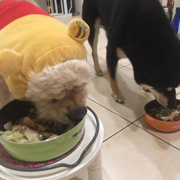 犬ご飯レシピ オクラと鶏のサッパリ和え Bysiva No 1810 わんわんシェフ見習い中