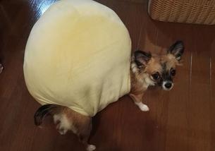 犬の写真１